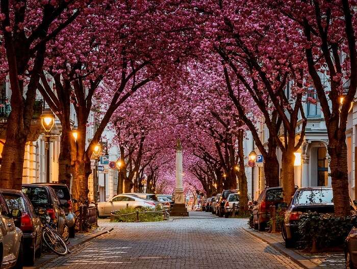 Cherry Blossom Avenue, Germany