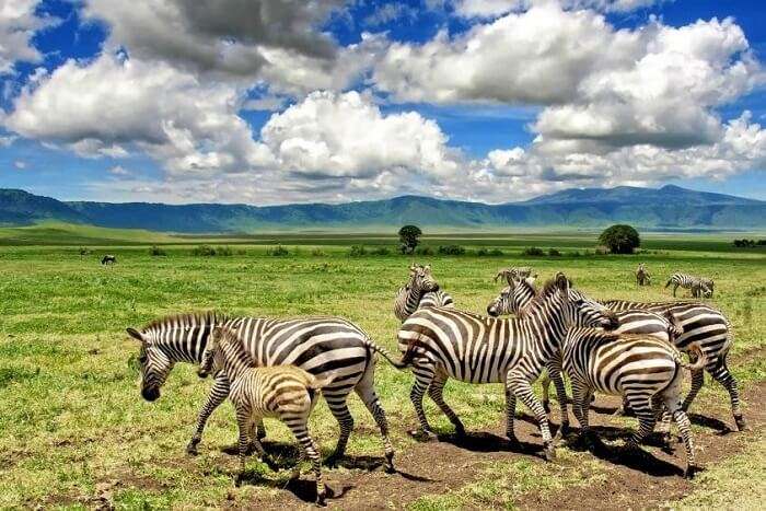 Etosha National Park in Namibia