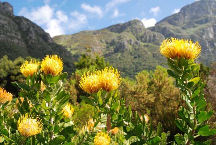 Kirstenbosch in South Africa