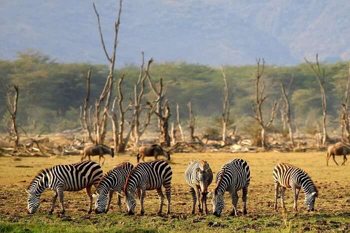 Lake Manyara National Park