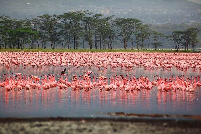 Lake Nakuru National Park, Kenya