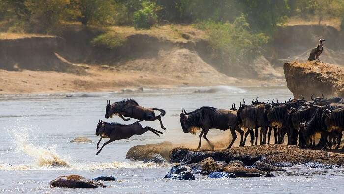 Serengeti National Park, Tanzania