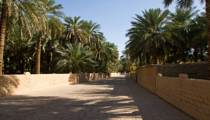 Spend moments of quietude at Al Ain Oasis