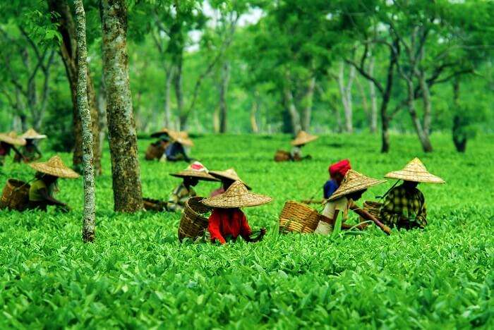 Tocklai Tea Research Centre is among the prominent tourist places in Assam