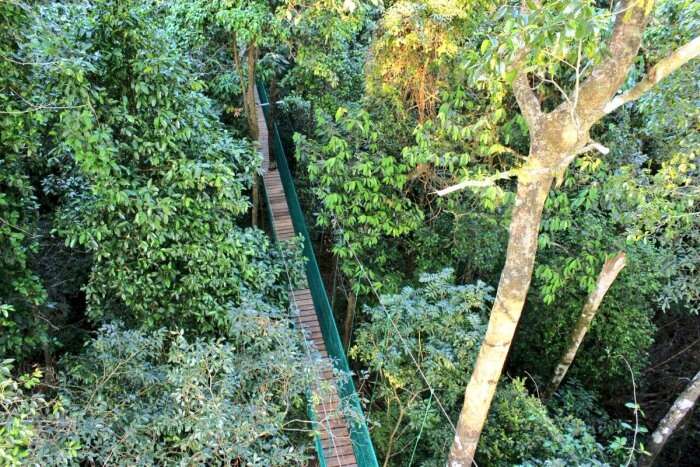 canopy walk in karnataka