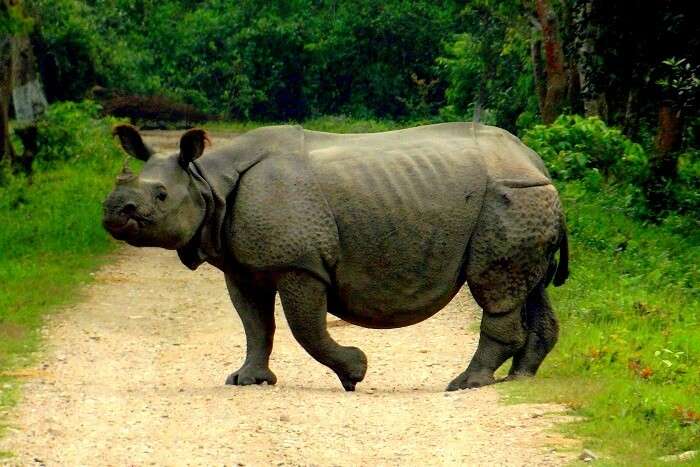 rhinos in kaziranga