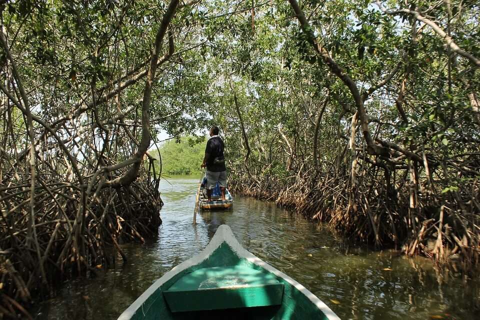 a boat ride through mangrove