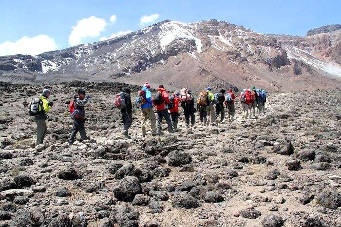 trekkers at rongai route kilimanjaro