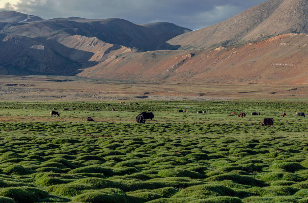 changthang plateau 