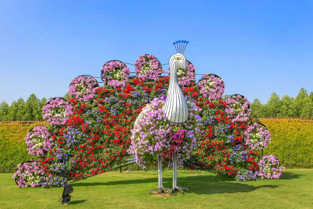 floral peacock 