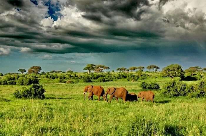 Elephants at tarangire national park Tanzania