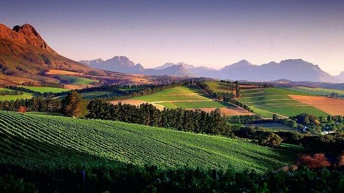 vineyards in south africa