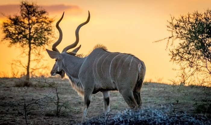 wildlife spotting in kruger