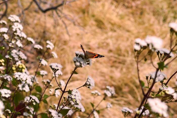 Binsar Wildlife Sanctuary butterfly