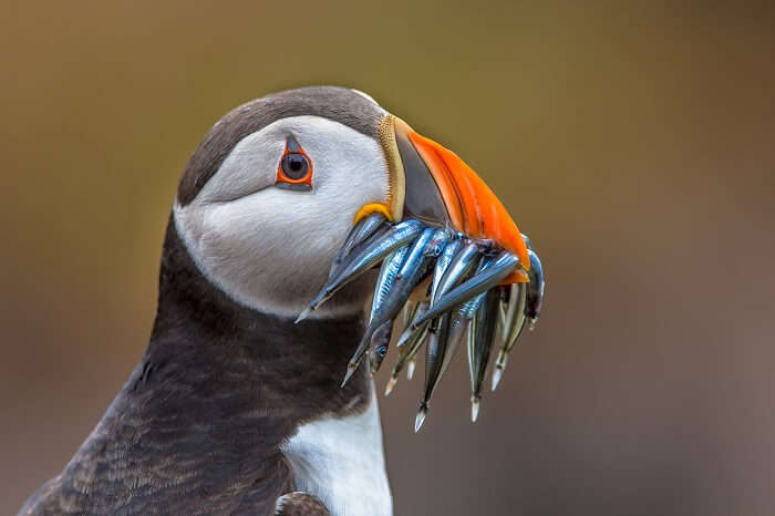 Birdwatchers will never want to leave