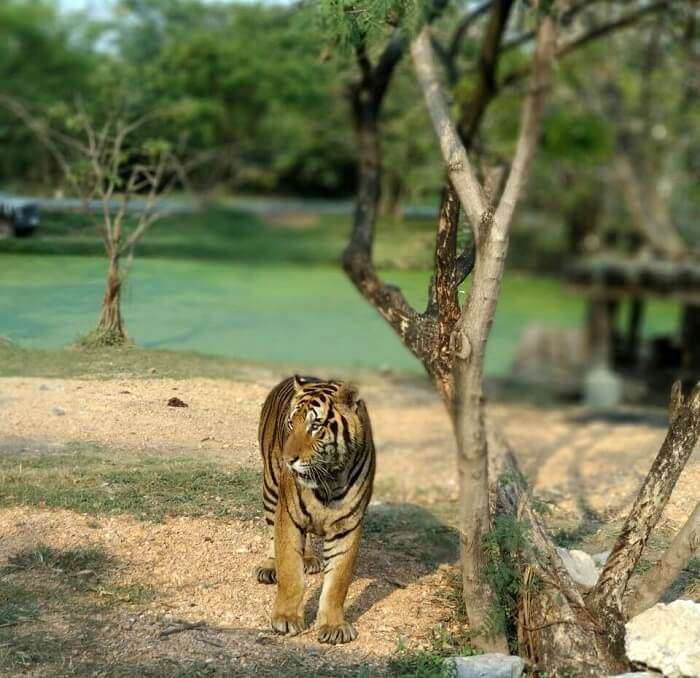 safari park bangkok tiger