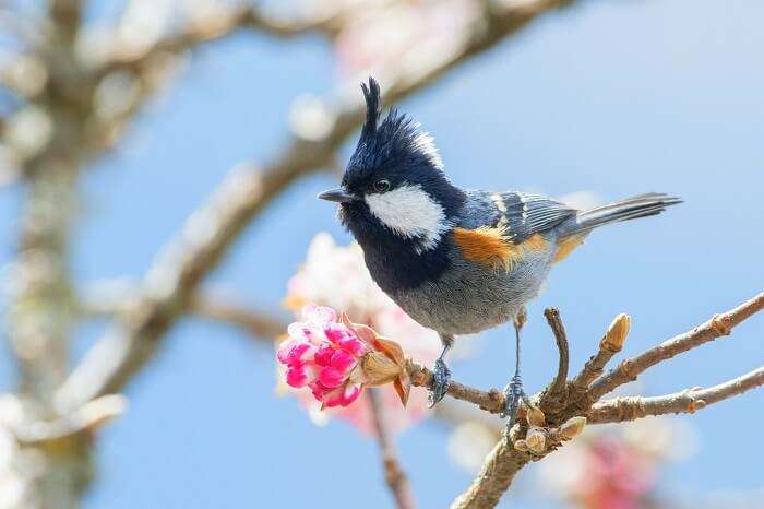 Binsar Wildlife Sanctuary bird