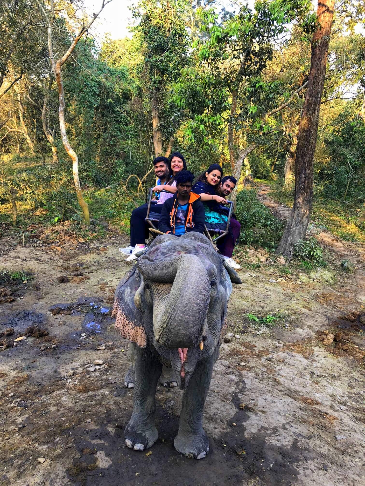 Elephant says good morning - elephant ride kaziranga