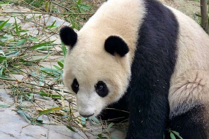 Giant Panda in Chengdu