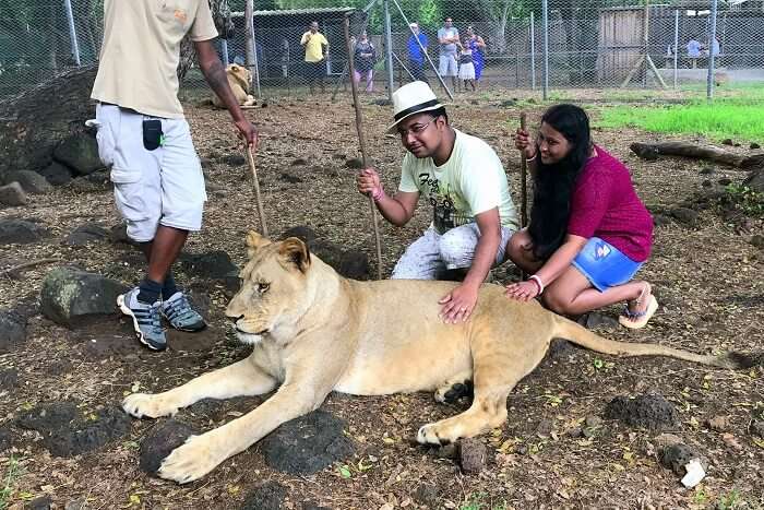 Himanshu honeymoon trip to Mauritius: interacting with lions