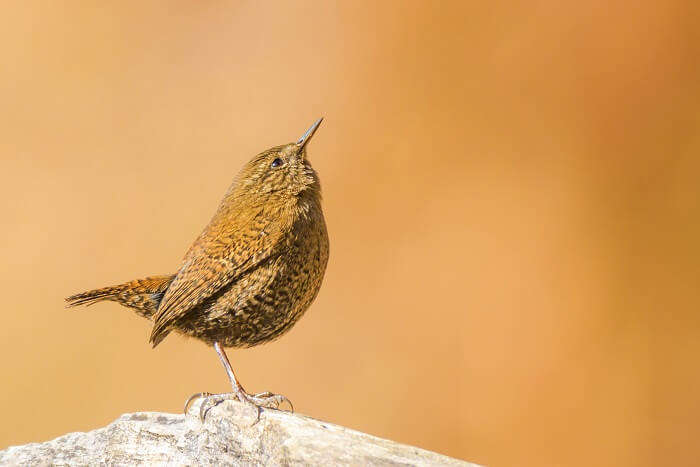 Binsar himalayan bird