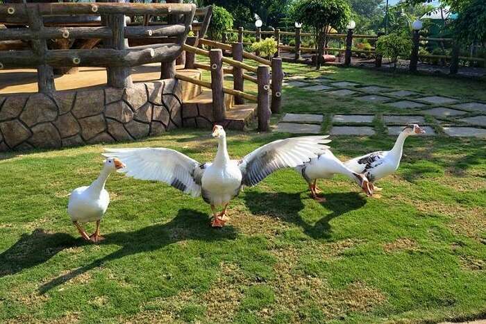 Ideal Duration Of A Trip To Chandoli National Park