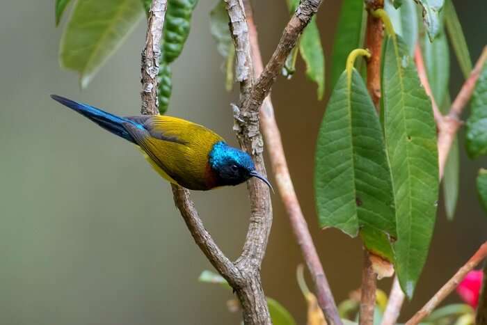 Identify the various Himalayan birds in Binsar