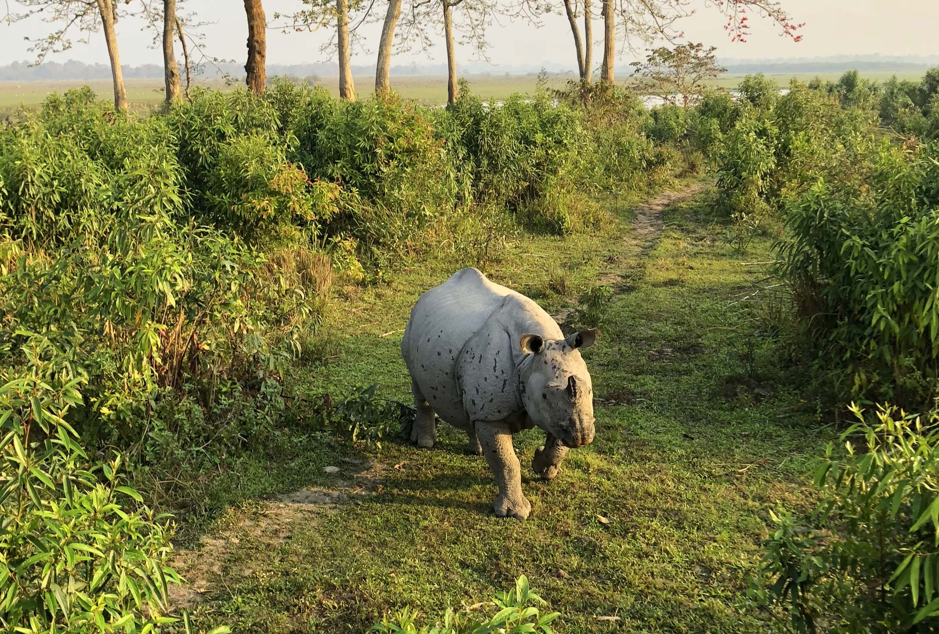 Kaziranga’s national animal