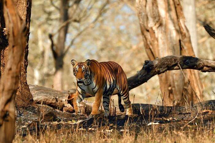 Nagarhole Wildlife Sanctuary, among the places to visit near Bangalore in summer.