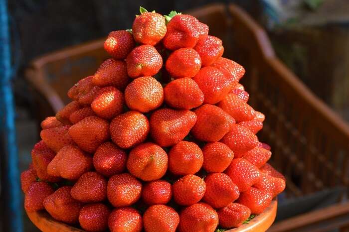 Strawberries at Mapro Garden