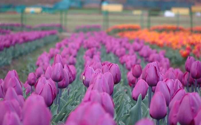 acj-2803-kashmir-tulip-garden (1)