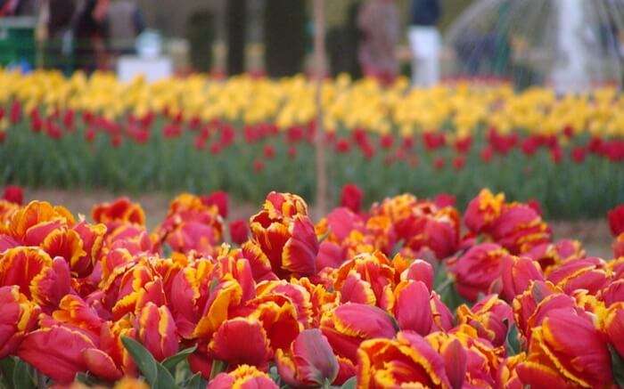 acj-2803-kashmir-tulip-garden (2)