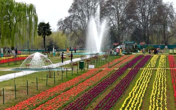 acj-2803-kashmir-tulip-garden (3)