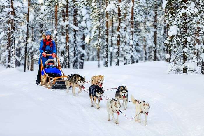 finland sleigh dogs