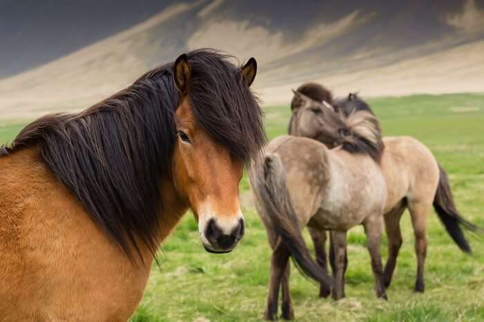 icelandic horses