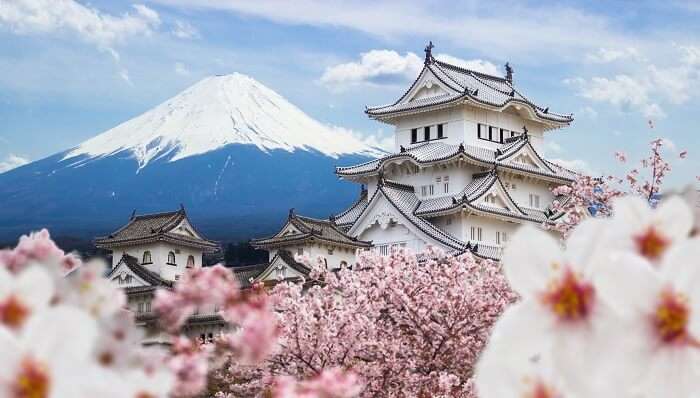 japan mount fuji and cherry blossoms