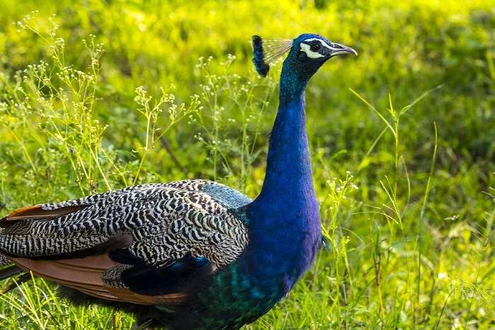 ooty wildlife park