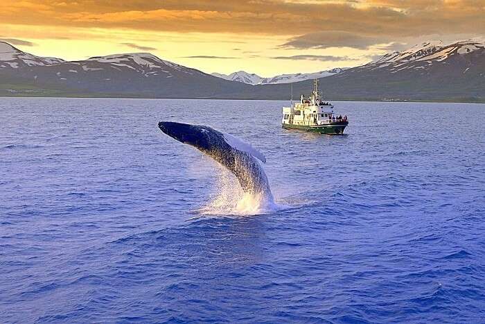whale watching tour iceland