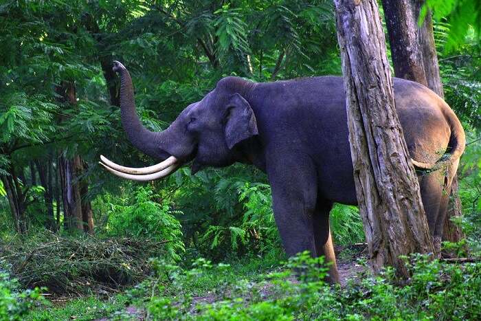 Wayanad Wildlife Sanctuary