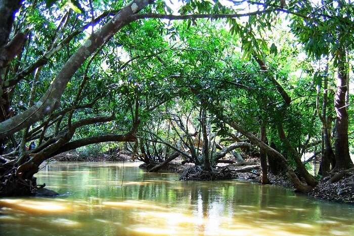 Bamboo Rafting On Kuruva Island