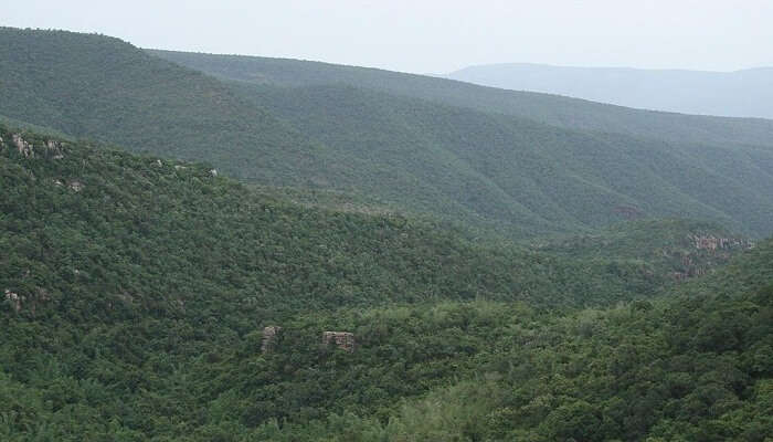 Sri Venkateswara National Park