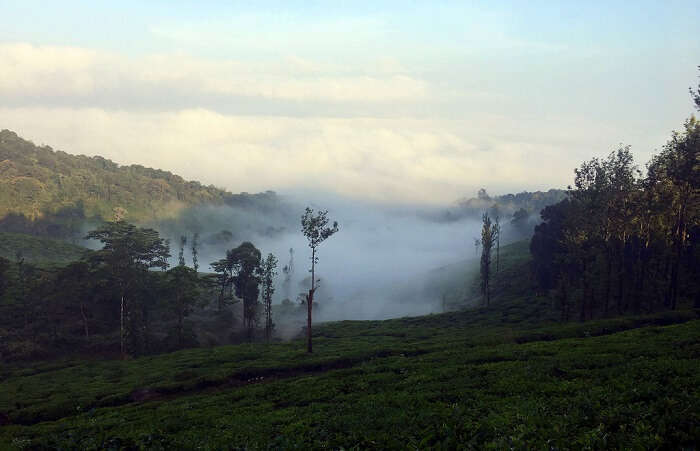 Neelimala Viewpoint in wayanad