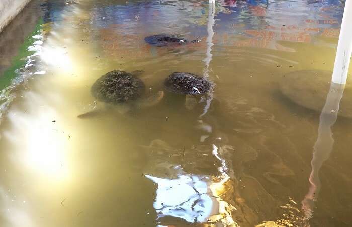 Turtles in Bali