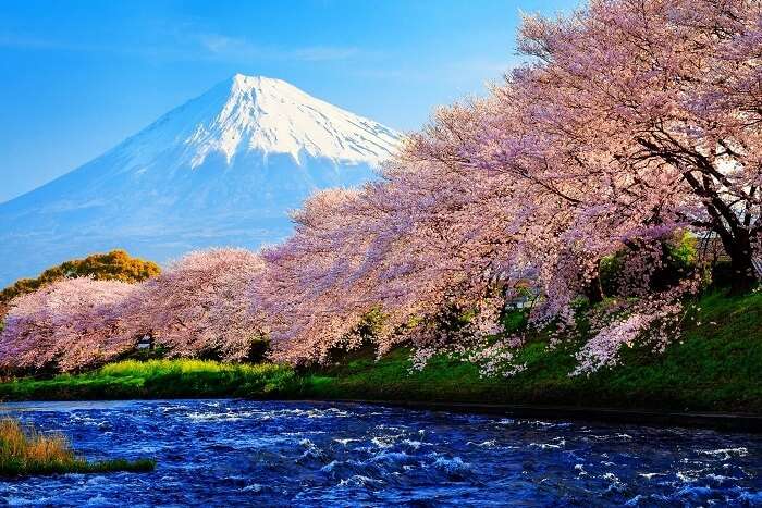 Cherry Blossoms In Japan