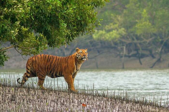 Manas National Park tiger assam