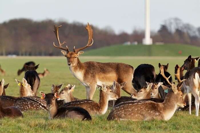 Stroll amidst landscaped gardens of Phoenix Park Dublin