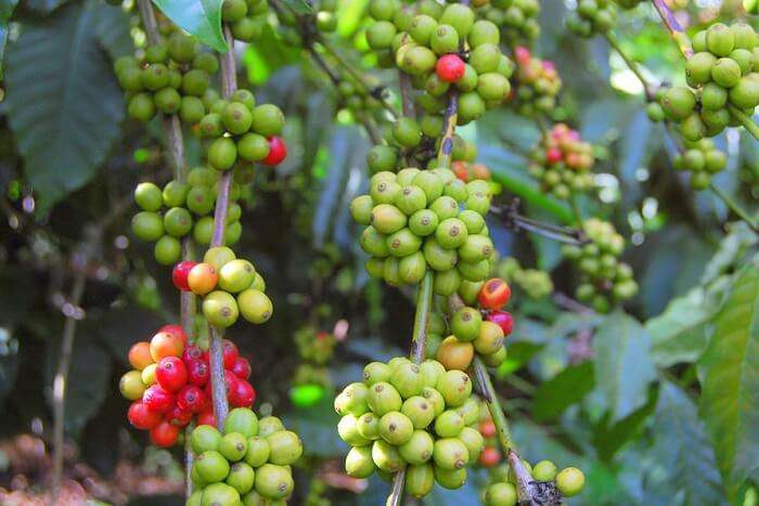 Take a walk in a coffee plantation coorg