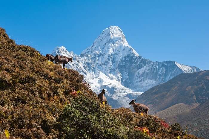 Trek to the Kanchenjunga National Park