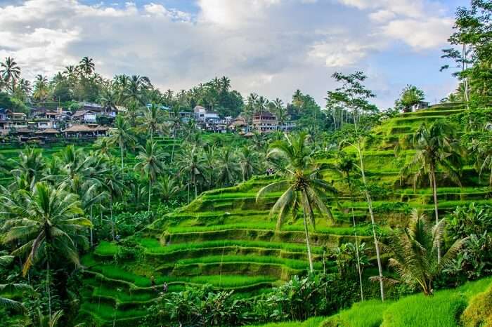 Amazing view of Ubud 