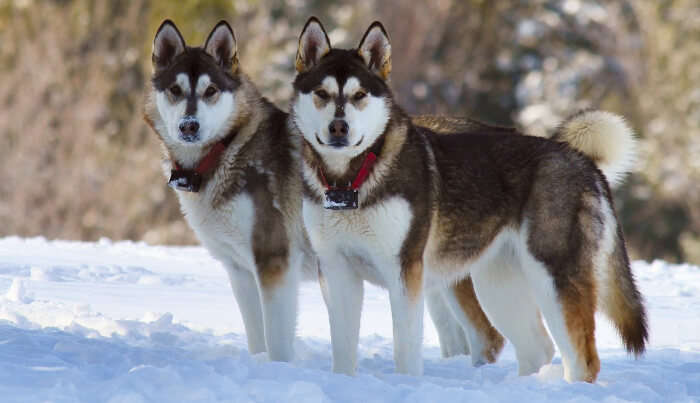 Husky Dogs